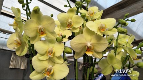 萬花爭艷迎新春 石家莊市2020年迎春花展暨十大花王爭霸賽頒獎活動紀(jì)實